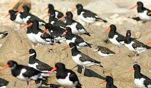 Eurasian Oystercatcher