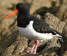 Eurasian Oystercatcher