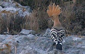 Eurasian Hoopoe