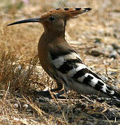 Eurasian Hoopoe