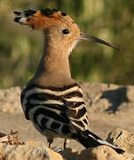 Eurasian Hoopoe