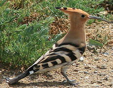 Eurasian Hoopoe