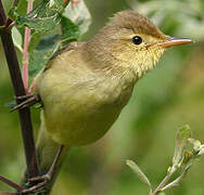 Melodious Warbler