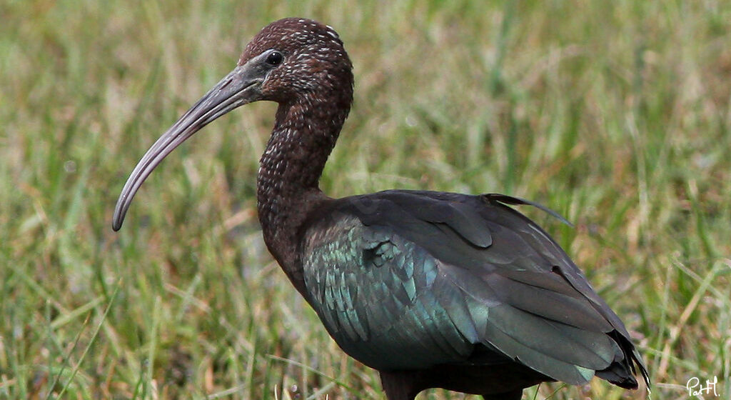 Ibis falcinelle