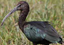 Glossy Ibis