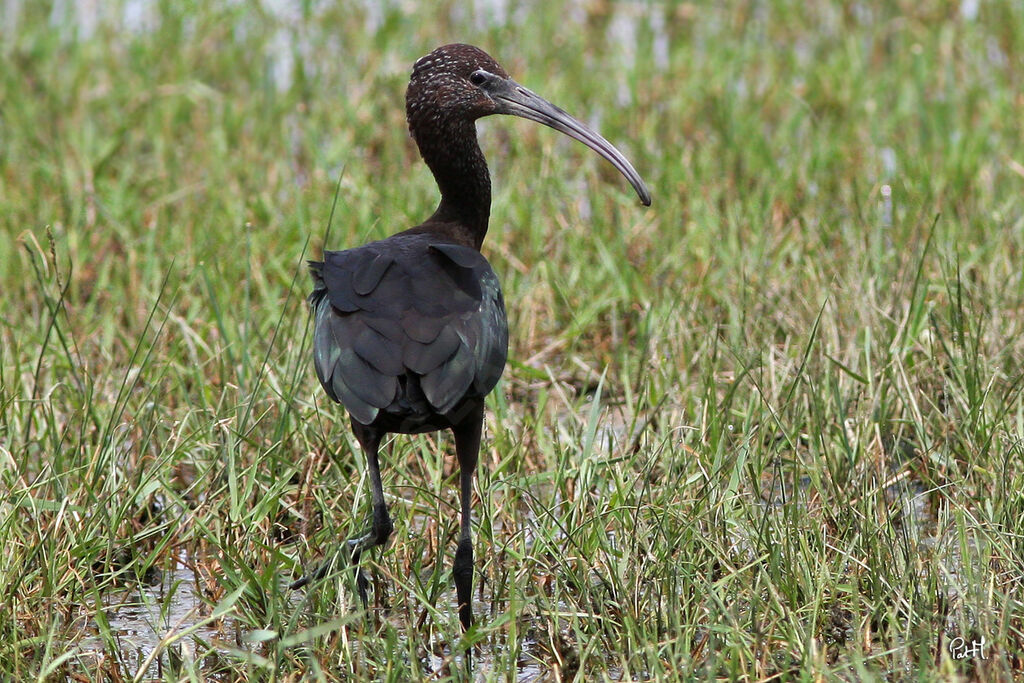 Glossy Ibis