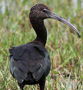 Glossy Ibis