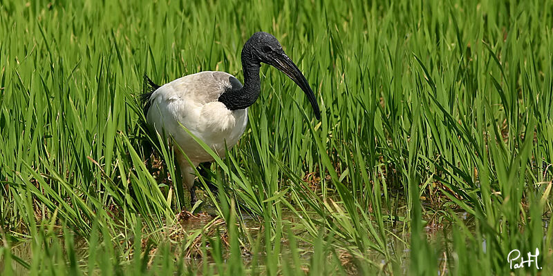 African Sacred Ibis, identification