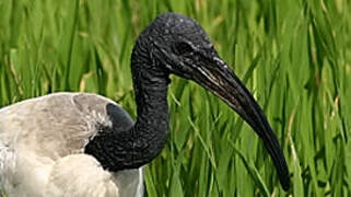 African Sacred Ibis