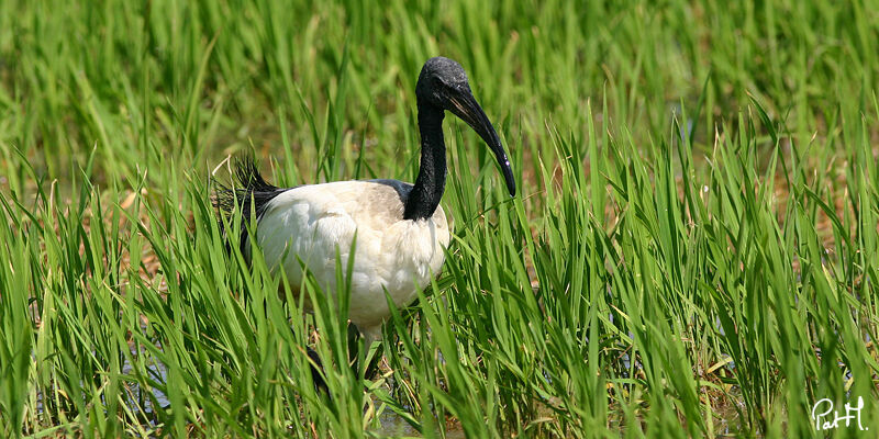 African Sacred Ibisadult, feeding habits, Behaviour