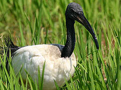 African Sacred Ibis