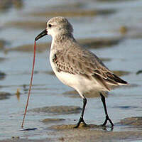 Bécasseau sanderling