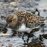 Bécasseau sanderling