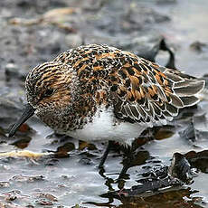 Bécasseau sanderling