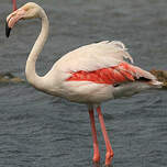 Flamant rose