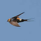 Hirondelle rousseline