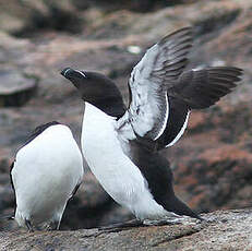 Pingouin torda