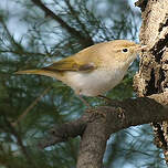 Pouillot de Bonelli