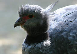 Southern Screamer