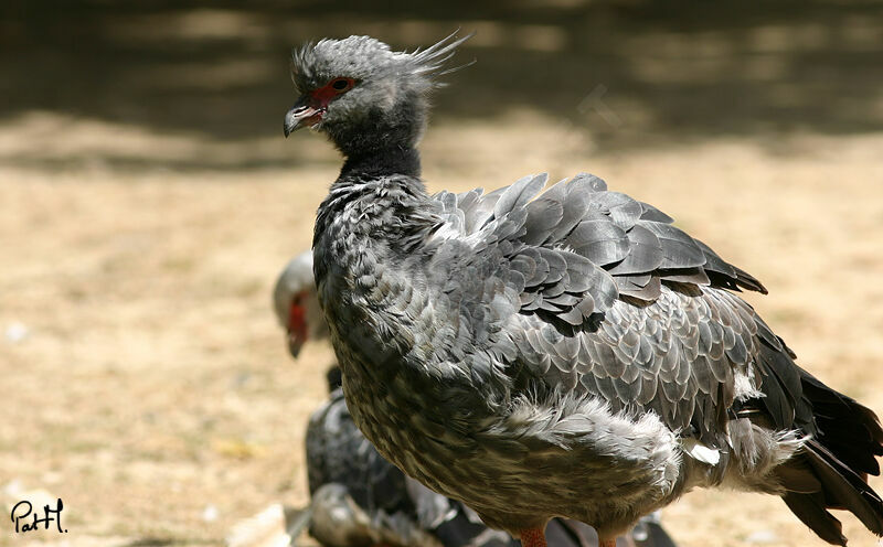 Kamichi à collier, identification