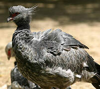 Southern Screamer