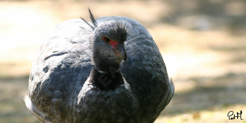 Southern Screamer, identification