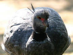 Southern Screamer