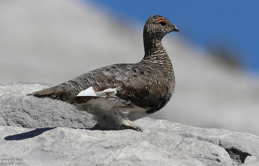 Lagopède alpinadulte, identification