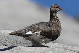 Rock Ptarmigan