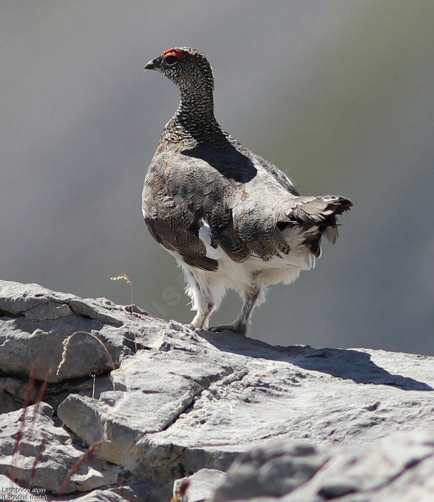 Rock Ptarmiganadult, identification