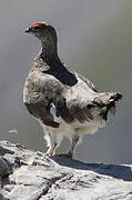 Rock Ptarmigan