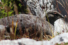 Rock Ptarmigan