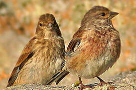 Common Linnet