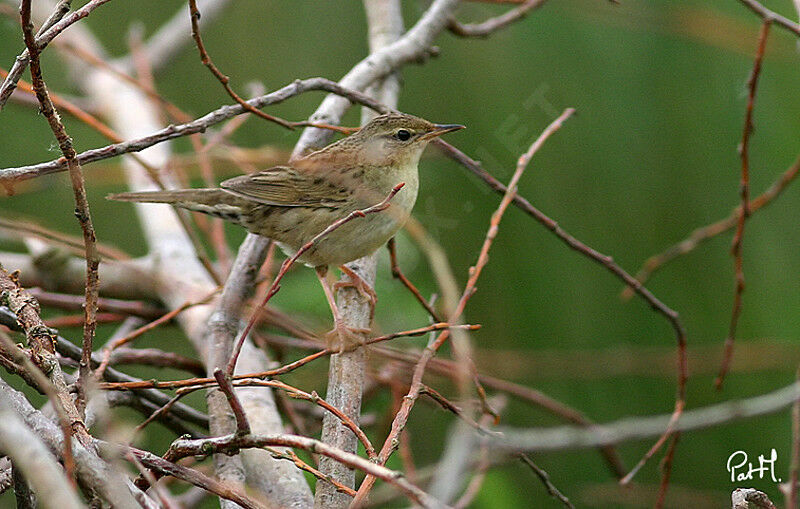 Locustelle tachetée, identification