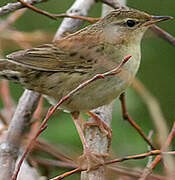 Common Grasshopper Warbler