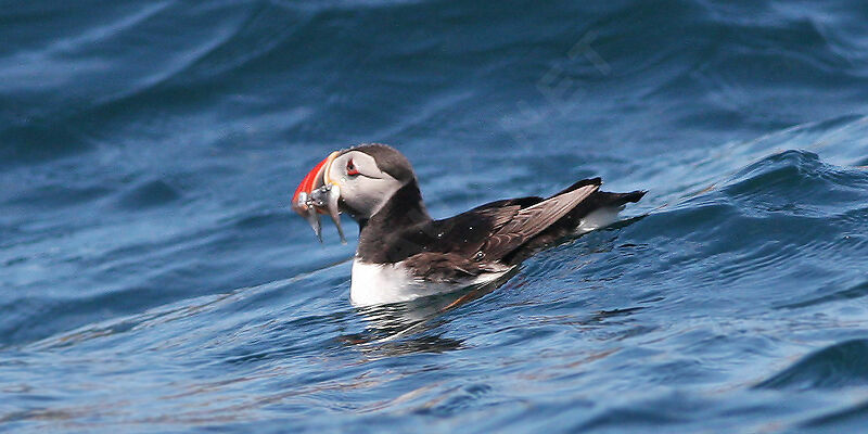 Atlantic Puffin, feeding habits, Behaviour