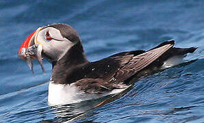 Atlantic Puffin