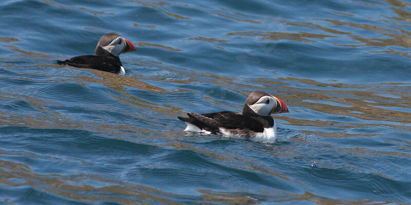 Atlantic Puffin