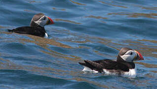 Atlantic Puffin