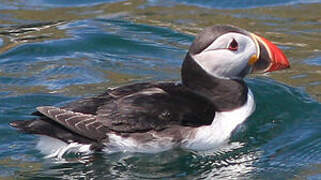 Atlantic Puffin