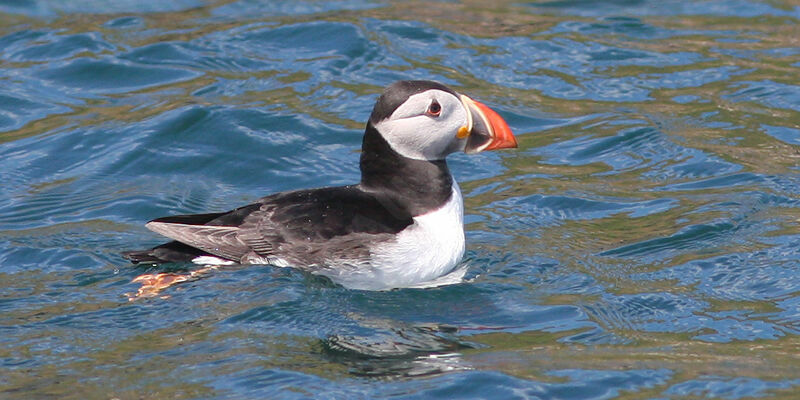 Atlantic Puffin