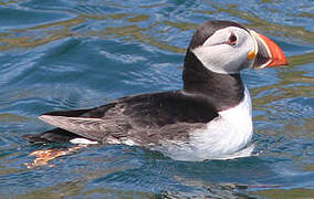 Atlantic Puffin