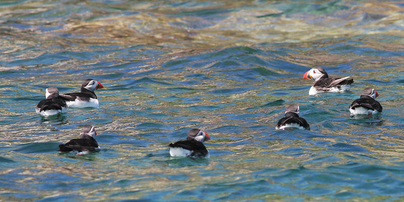 Atlantic Puffin