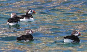 Atlantic Puffin