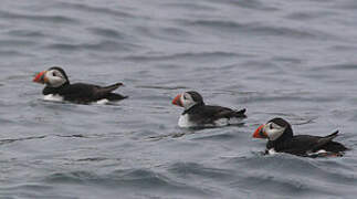 Atlantic Puffin