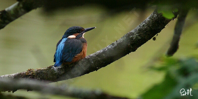 Common Kingfisher