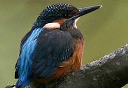 Common Kingfisher