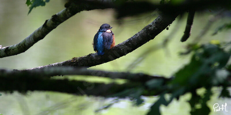 Common Kingfisher, identification