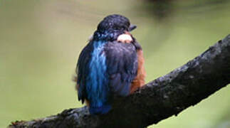 Common Kingfisher