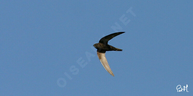 Common Swift, Flight